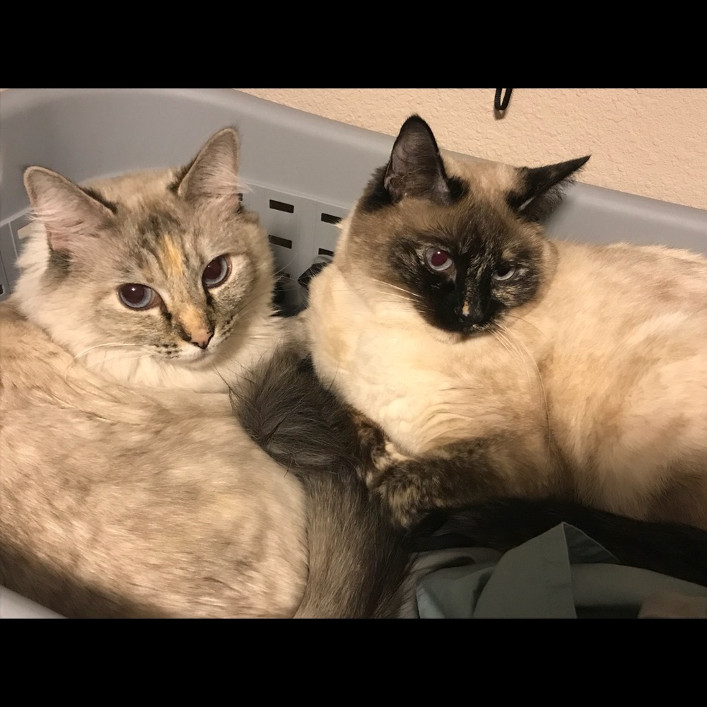 Meet your Posher, Anne